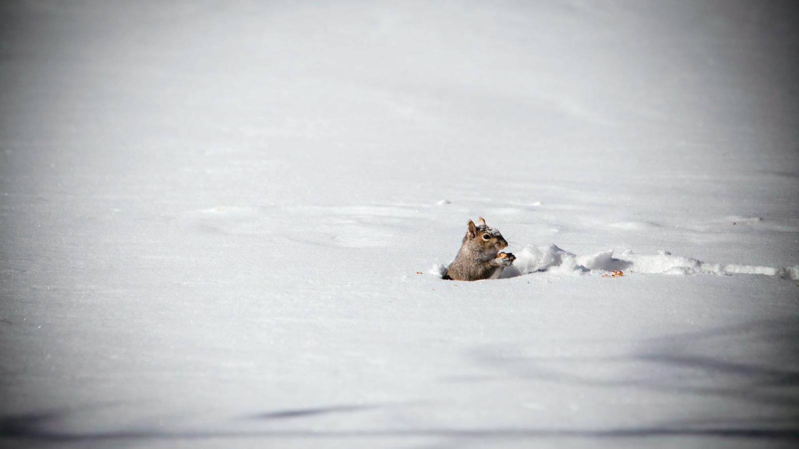 A squirrel finds a nut in the snow