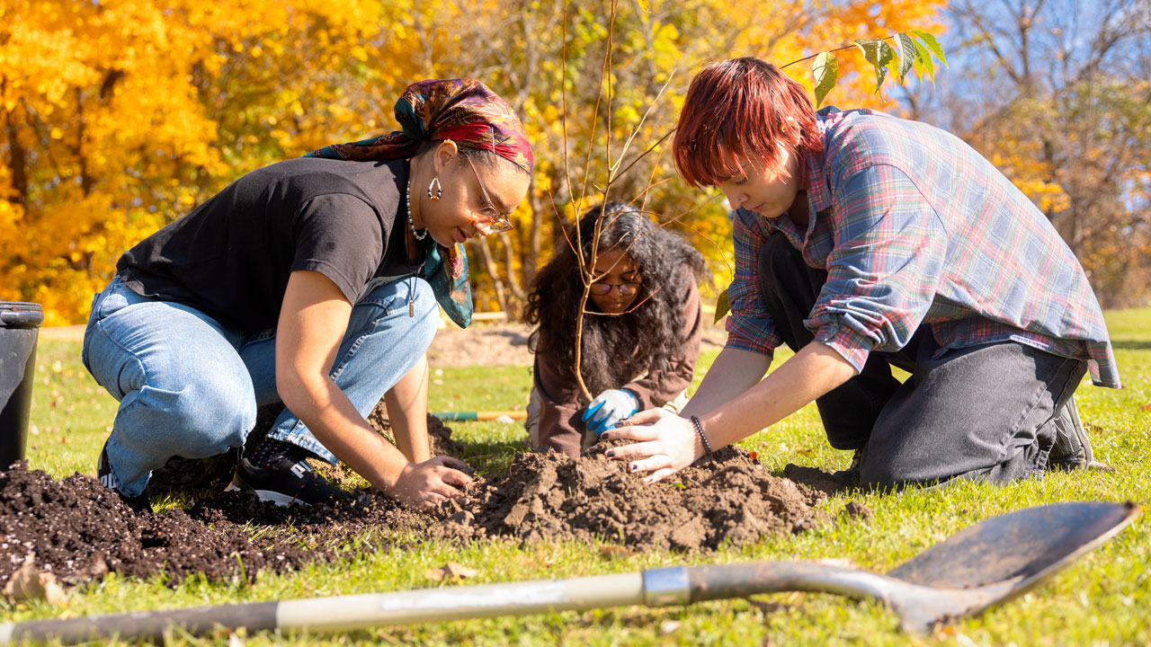 Three students pack dirt around a a sapling.